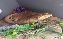 Bearded Dragon reptiles for sale: Bearded dragon with vivarium and set up included - Image 2