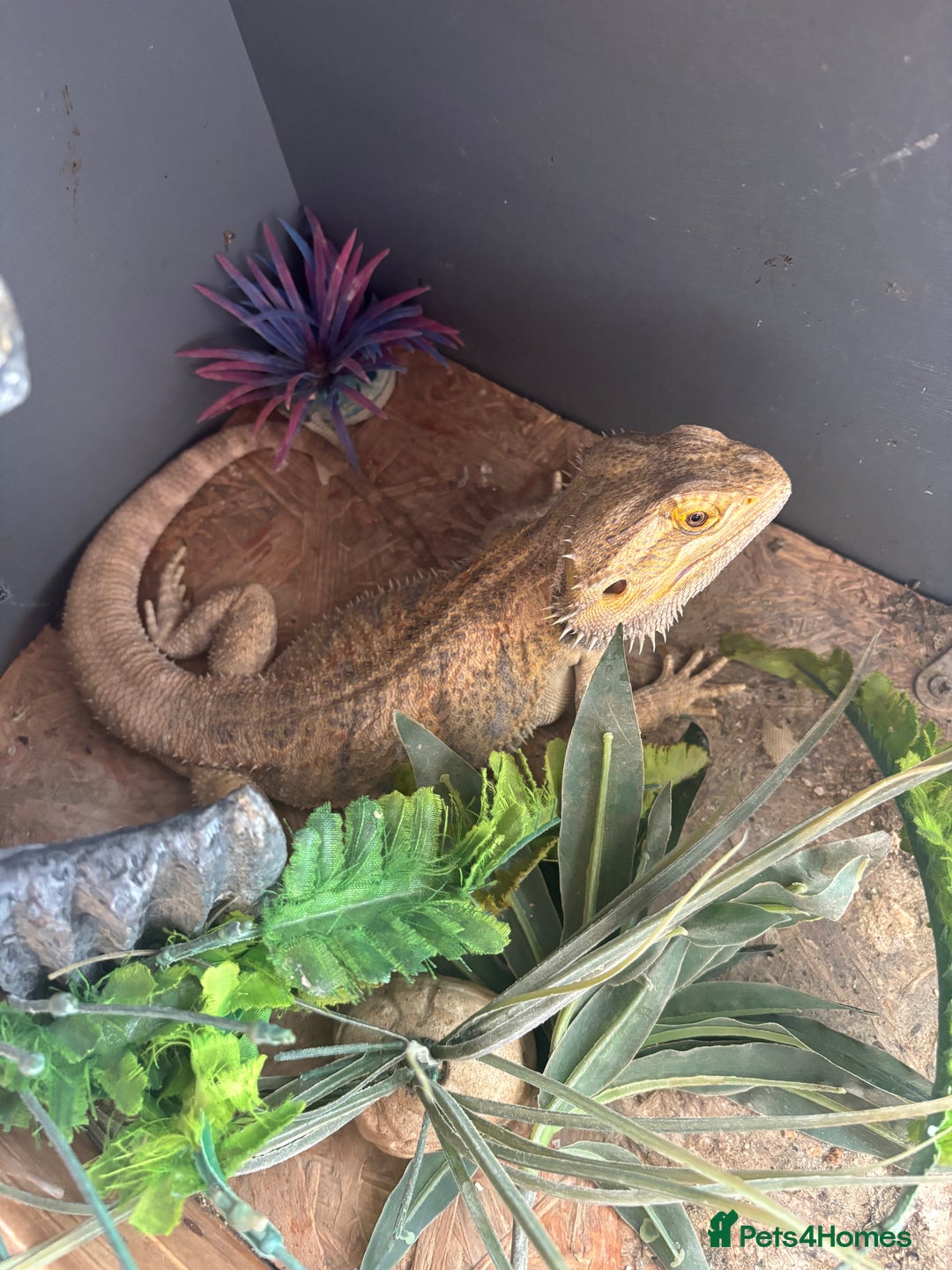 Bearded Dragon reptiles for sale: Bearded dragon with vivarium and set up included - Image 2