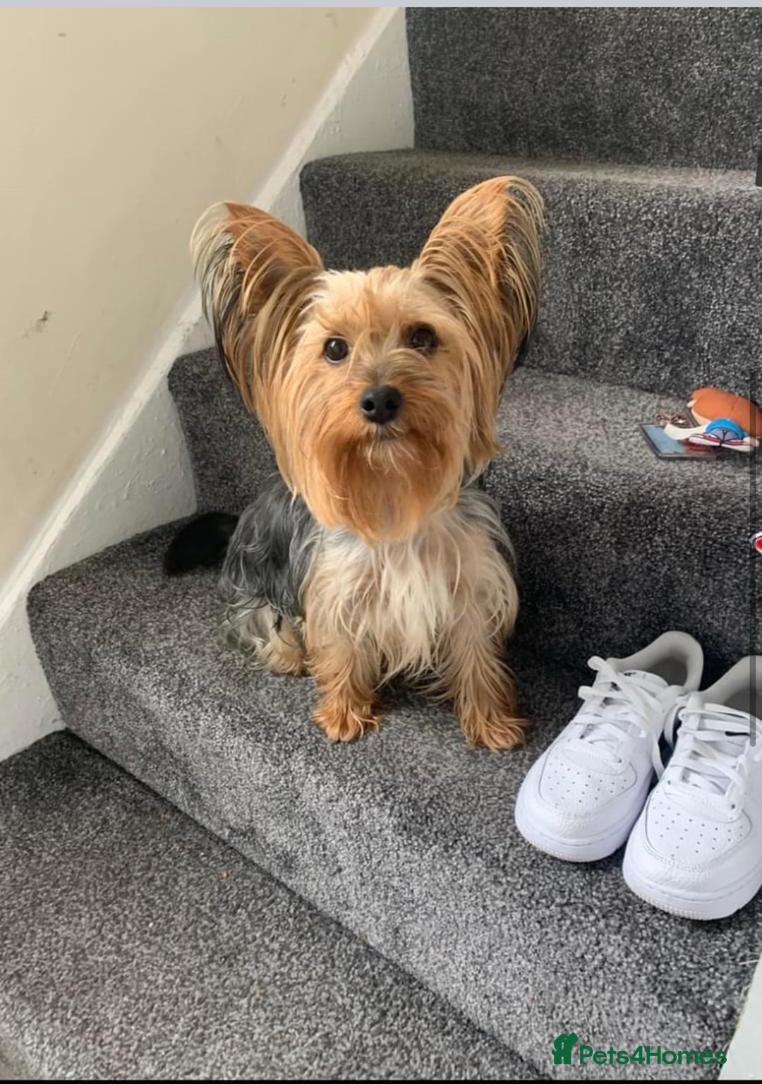 Yorkshire Terrier dogs for sale: Outstanding Yorkshire terriers - Image 14