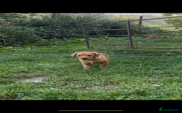 Labrador Retriever dogs for sale: 3 Beautiful Fox Red Labrador puppies - Image 2