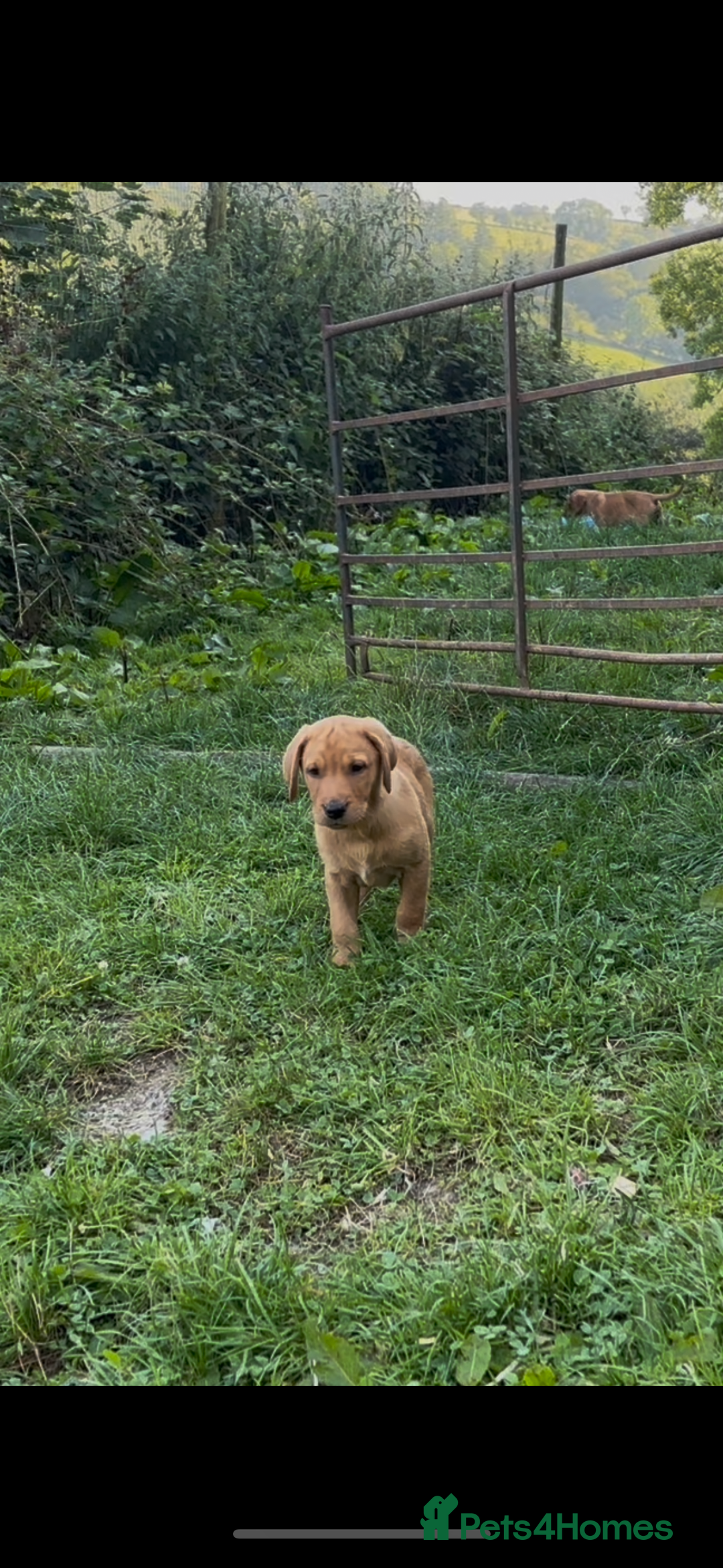 Labrador Retriever dogs for sale: 3 Beautiful Fox Red Labrador puppies - Image 2