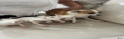 Chihuahua dogs for sale: Boy puppies for sale  - Advert 18