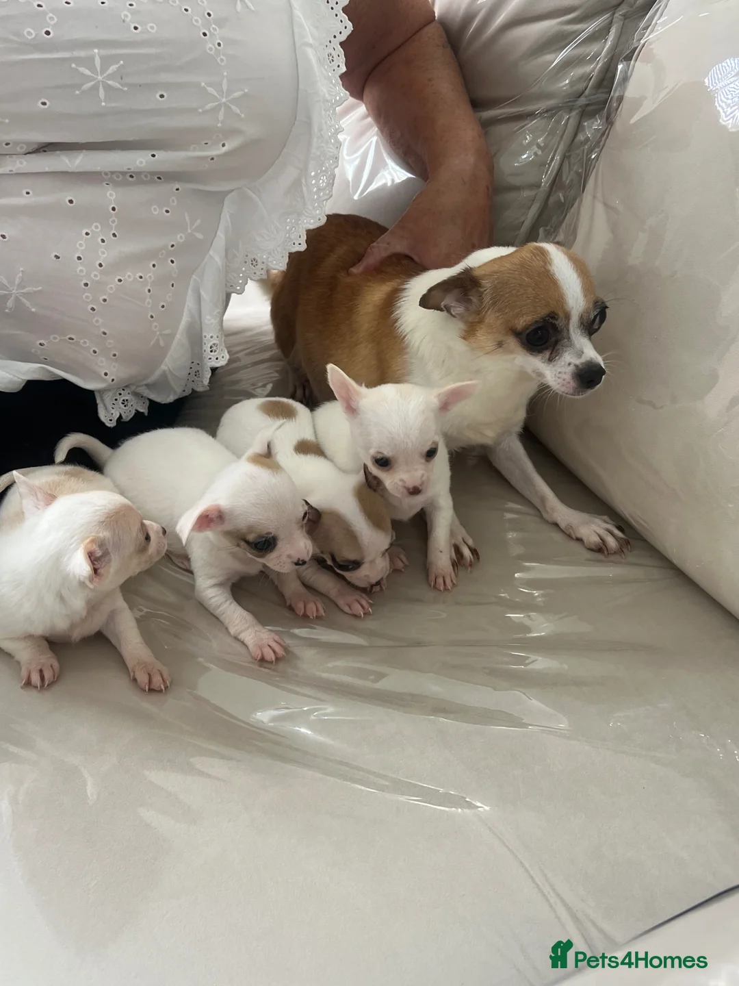Chihuahua dogs for sale: Boy puppies for sale  - Advert 18