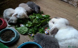 Mini Lop rabbits for sale: Mini Lops £70  - Advert 10