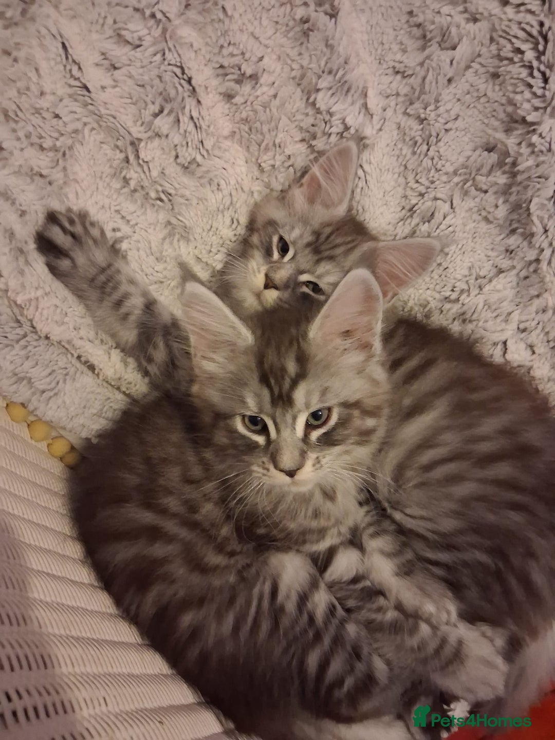 Maine Coon cats for sale: Beautiful Maine coon kittens 🤍🖤 - Advert 9