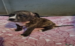 American Bull Staffy dogs for sale: American staffie puppies - Advert 15