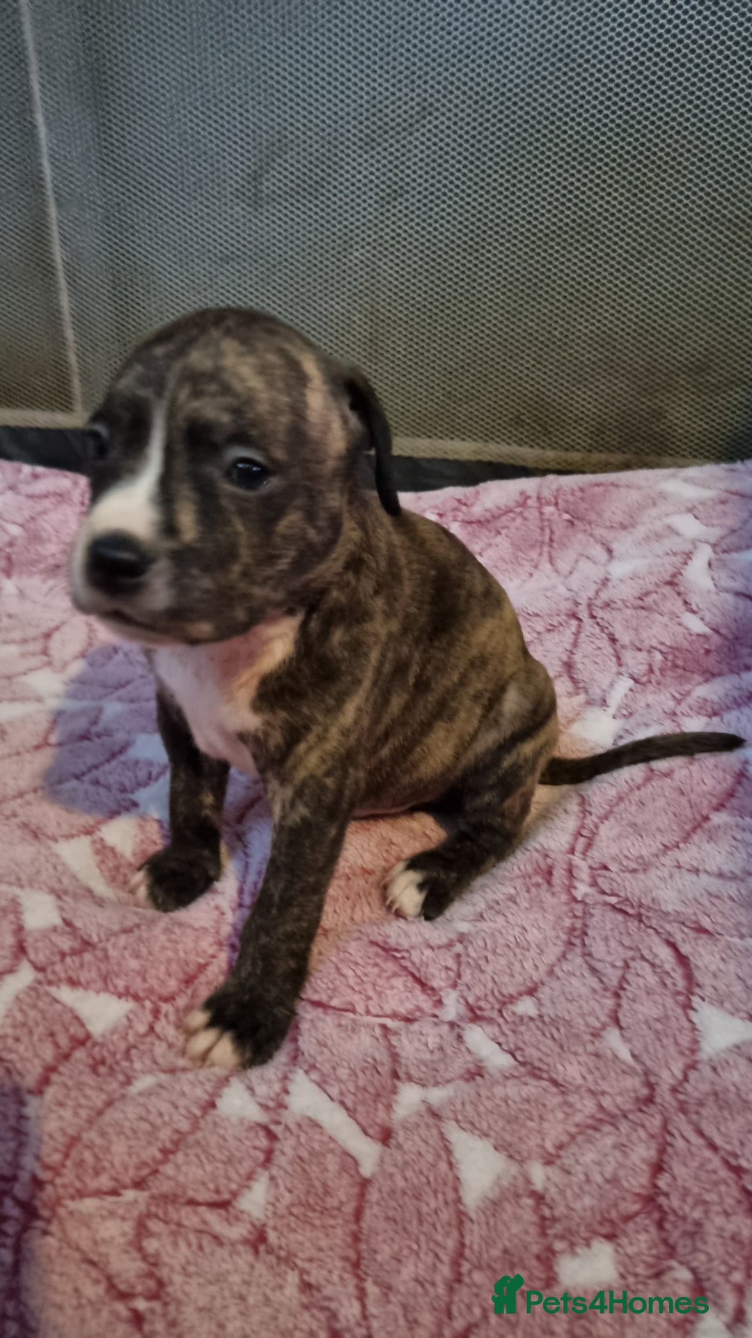 American Bull Staffy dogs for sale: American staffie puppies - Advert 15