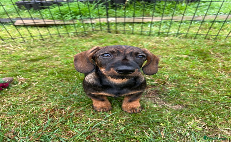 Miniature Dachshund dogs - Advert 1
