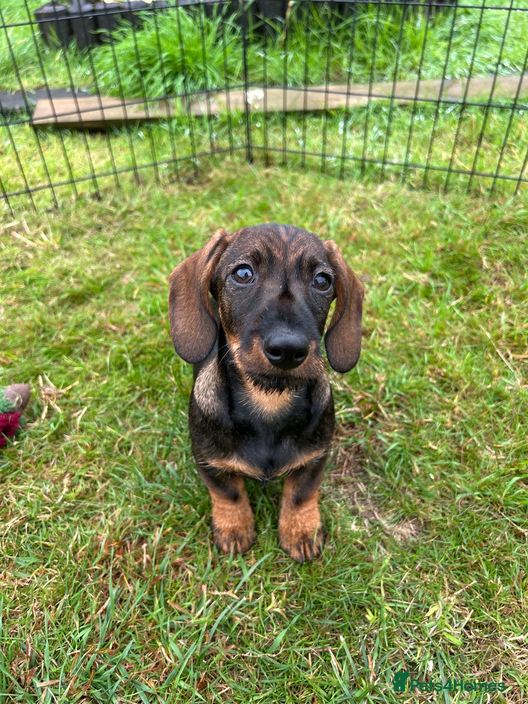 Miniature Dachshund dogs for sale: Miniature Wire Haired Dachshund Puppies - Image 1