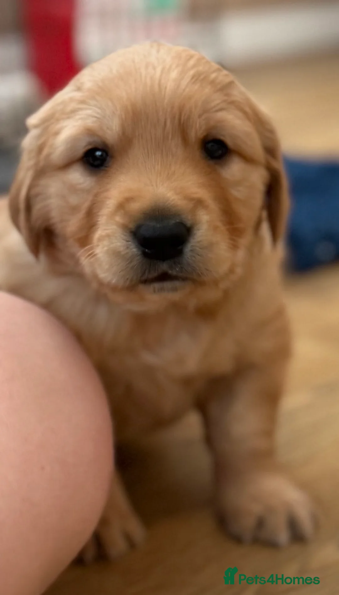Golden Retriever dogs for sale: Stunning KC boy ready to leave soon  in Bishop Auckland - Advert 2
