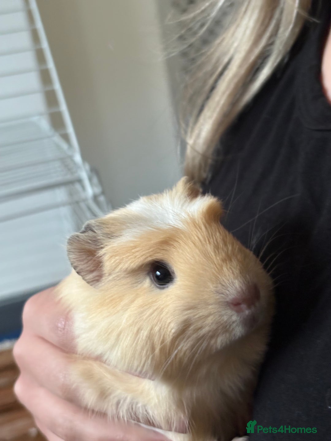 Guinea Pig rodents for sale: 2 gorgeous male guinea pigs  - Image 2