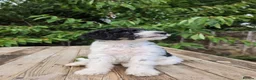 Standard Poodle dogs for sale: Parti Colour Fox Terrier x Standard Poodle Pups - Advert 27