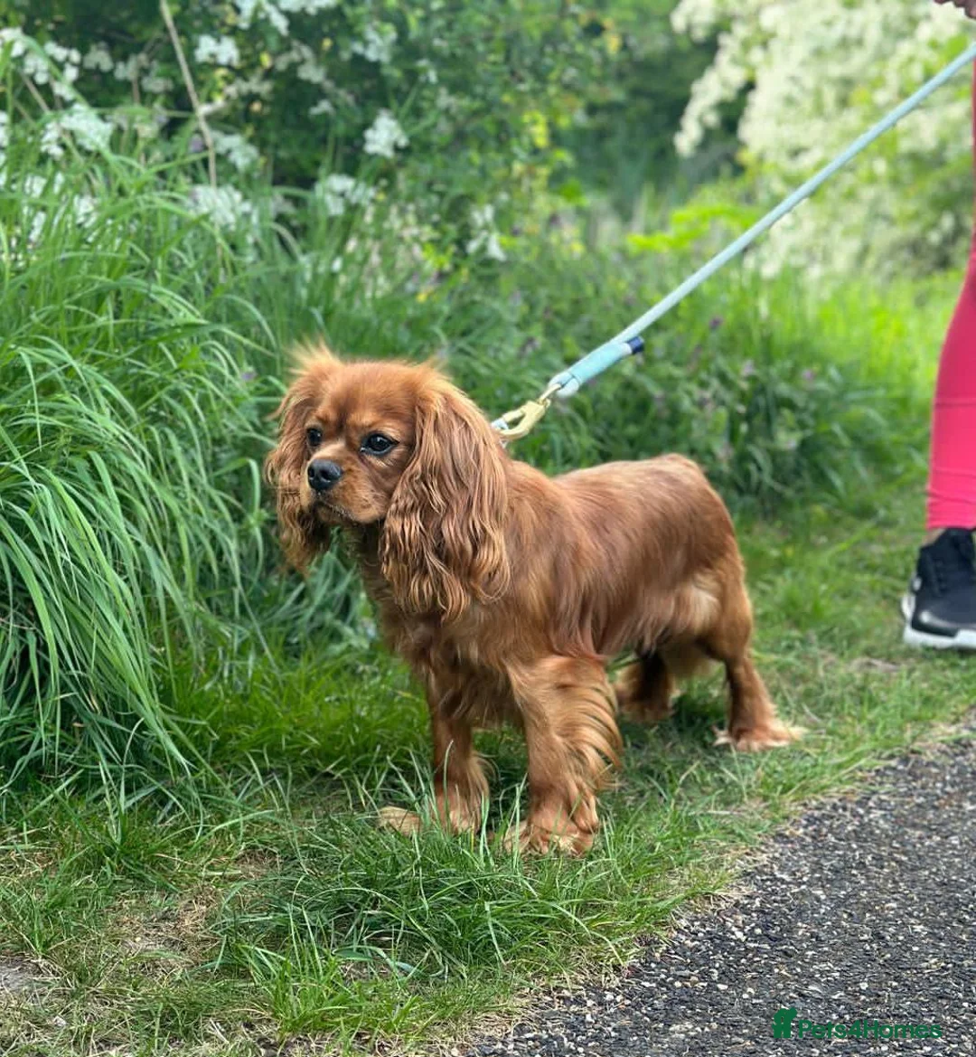 Cavalier King Charles Spaniel dogs for stud: Ruby Cavalier King Charles Spaniel Stud KC Reg - Advert 2