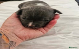 Staffordshire Bull Terrier dogs for sale:  Unique Classic Markings - Image 35