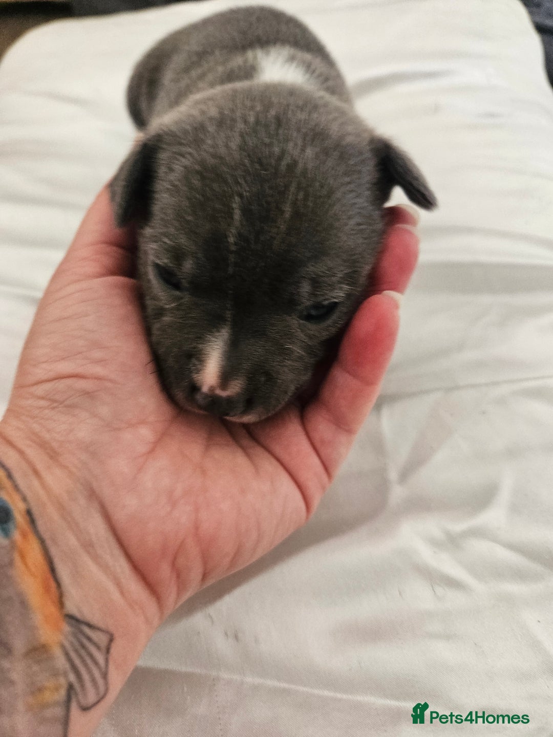 Staffordshire Bull Terrier dogs for sale:  Unique Classic Markings - Image 35