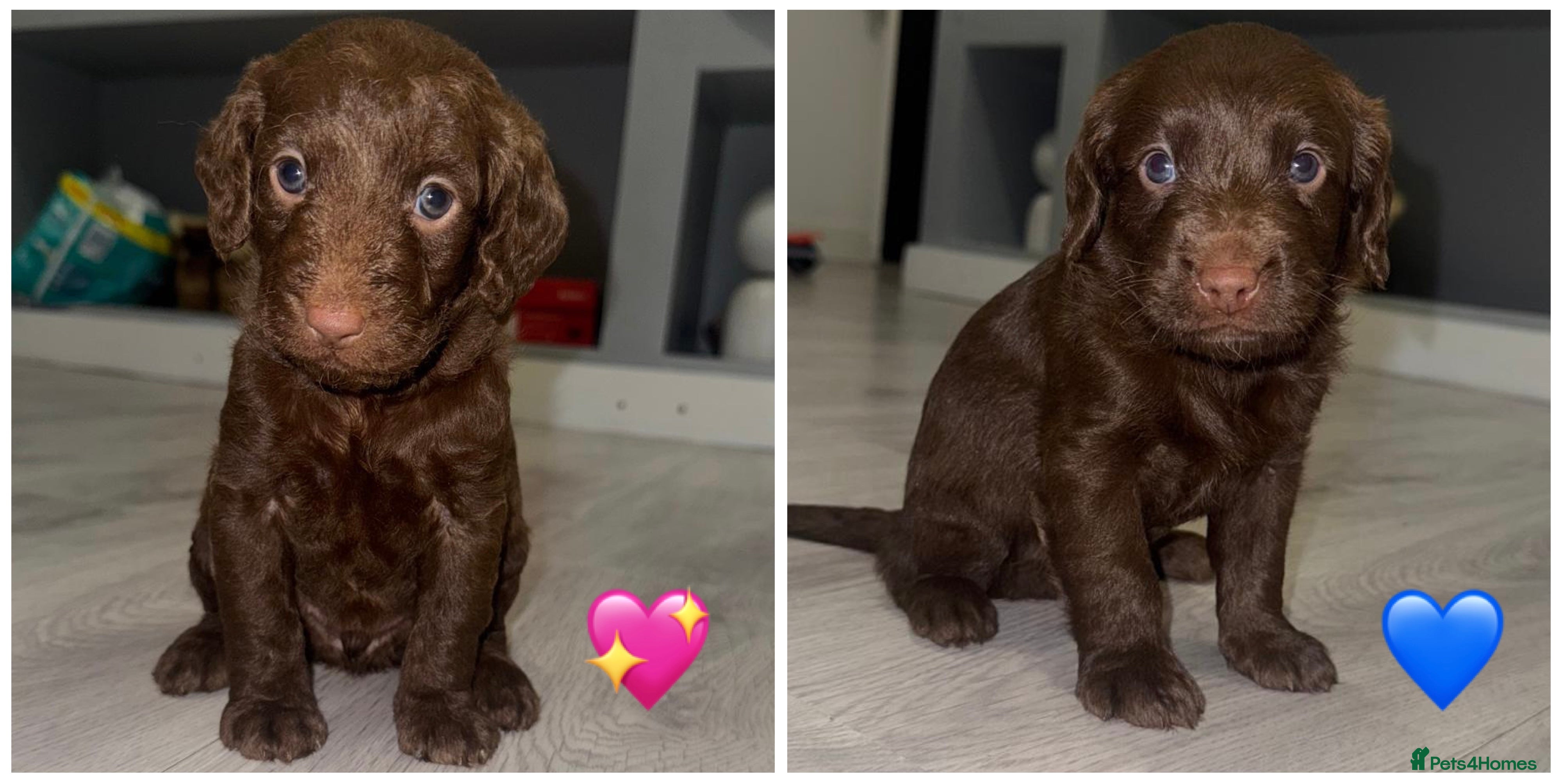 Labradoodle dogs Stunning labradoodle puppies - Advert 16