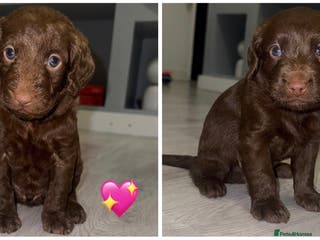 Labradoodle dogs Stunning labradoodle puppies - Advert 16