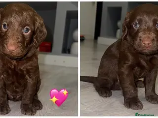 Labradoodle dogs Stunning labradoodle puppies - Advert 11