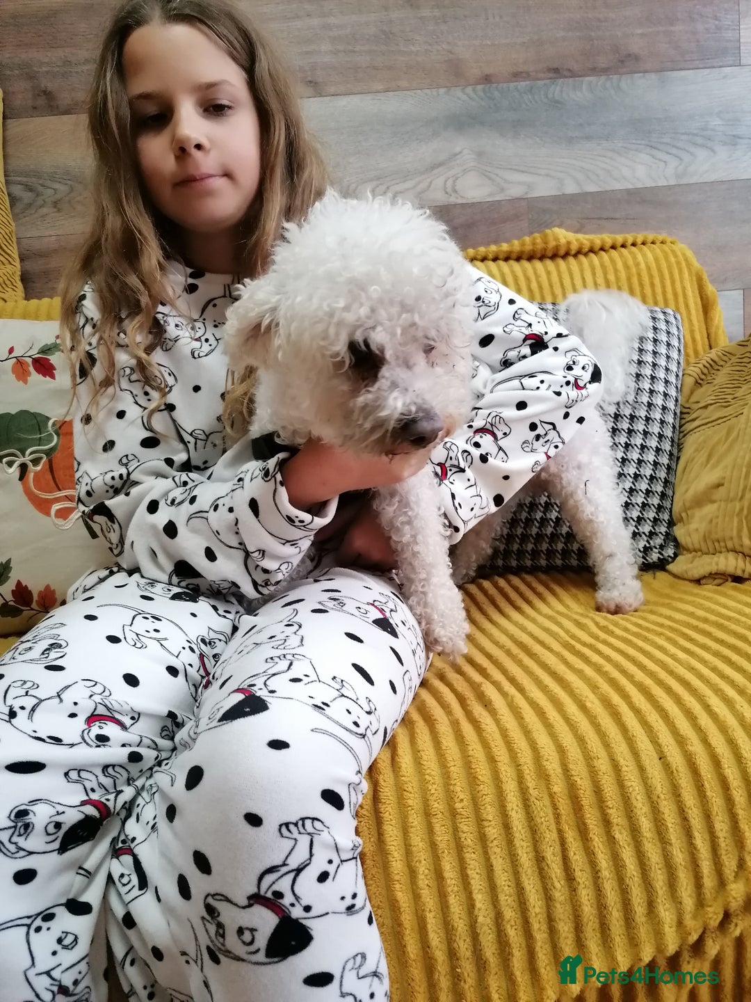 Bichon Frise dogs for adoption: 💙🐶 BARNEY 🐶💙 - Image 11