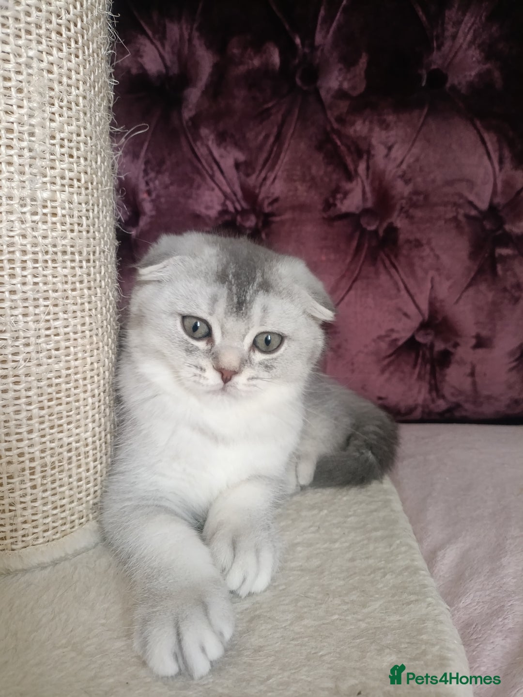British Shorthair cats for sale: Gorgeous kittens for sale  - Image 15