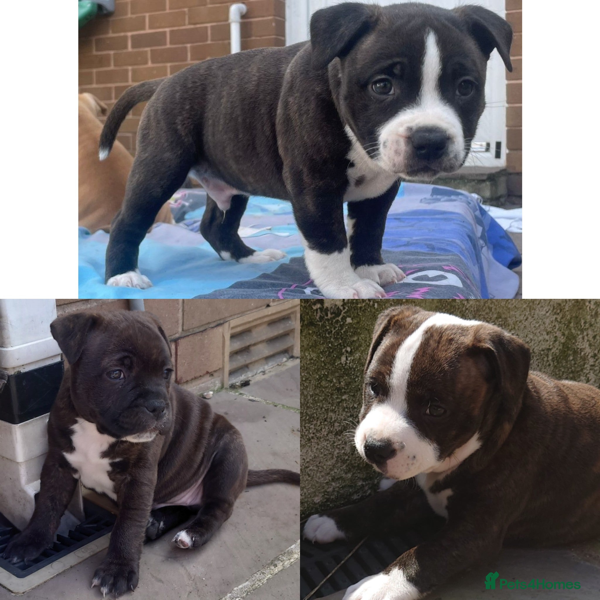 Staffordshire Bull Terrier dogs 3X full breed KC Staffordshire bull terrier pups - Advert 13