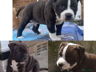 Staffordshire Bull Terrier dogs 3X full breed KC Staffordshire bull terrier pups - Advert 7