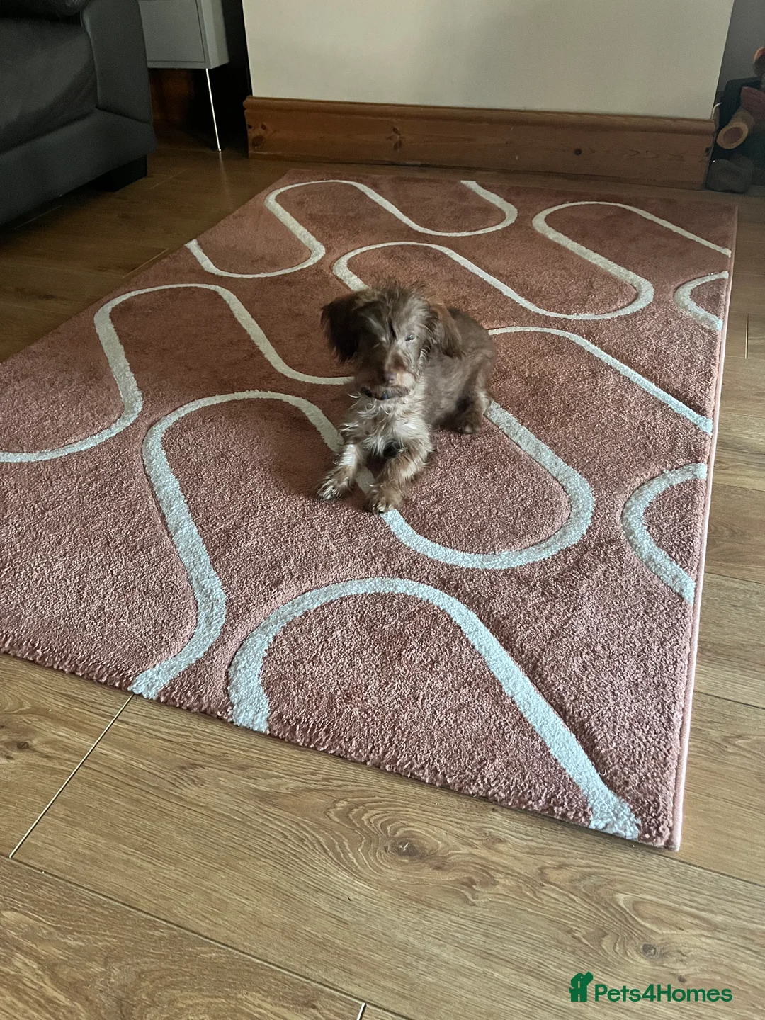 Mixed Breed dogs for sale: Beautiful puppy  in Colchester - Advert 4
