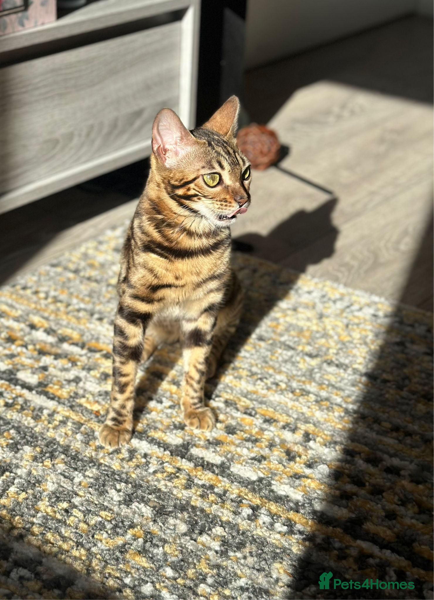 Bengal cats Beautiful Bengal Female Bengal “Nala” – Rehoming - Advert 1