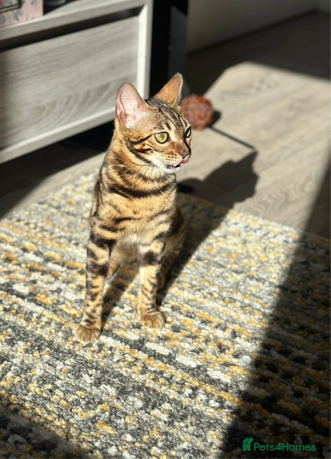 Bengal cats for sale: Beautiful Bengal Female Bengal “Nala” – Rehoming - Advert 1