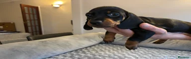 Dachshund 3
