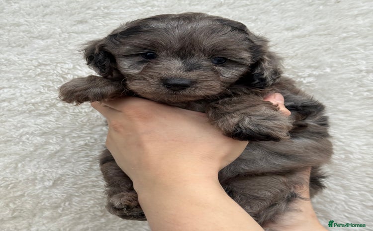 Aussiedoodle dogs - Advert 1