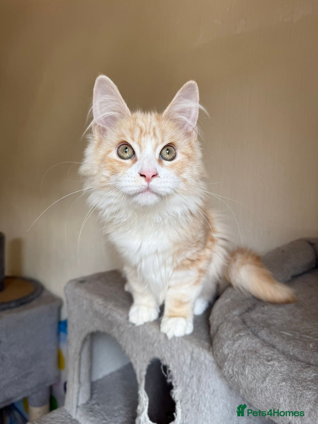 Maine Coon cats for sale: Stunning Maine coon kittens - Image 8