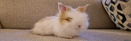 Lionhead rabbits for sale: Purebred Lionheads for sale - Advert 5