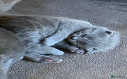 British Shorthair cats for sale: 1 Boy Left-GCCF Pedigr Pure Blue British Shorthair - Image 4