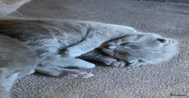 British Shorthair cats - Advert 8