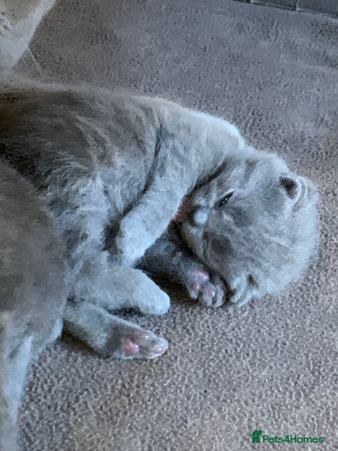 British Shorthair cats for sale: 1 Boy Left-GCCF Pedigr Pure Blue British Shorthair - Image 4