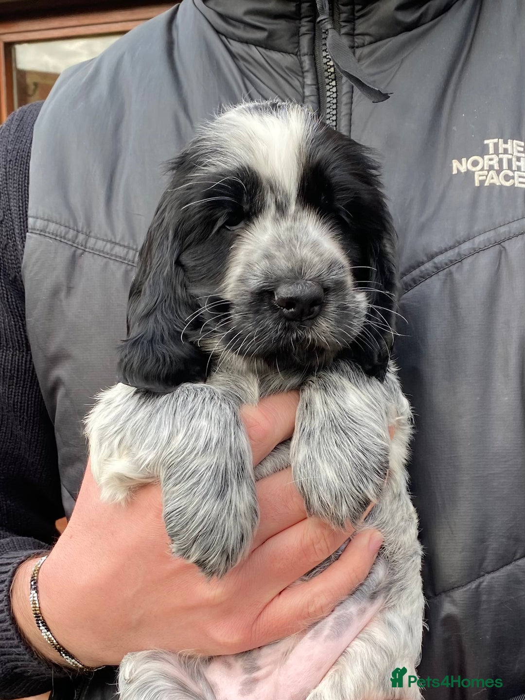 Cocker Spaniel dogs for sale: Quality show type cocker spaniel pups. - Advert 2