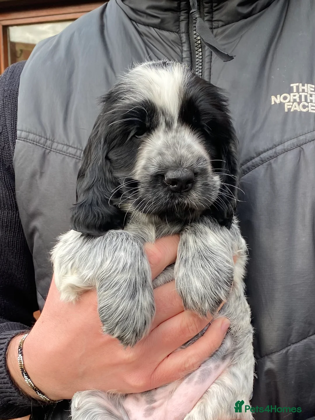Cocker Spaniel dogs for sale: Quality show type cocker spaniel pups. - Advert 2