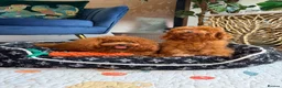 Toy Poodle dogs for sale: Asian Teddy poodle Girl very tiny - Advert 13