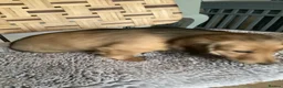 Miniature Dachshund dogs for sale: Kc reg long hair mini dachshunds dna parents  - Advert 18