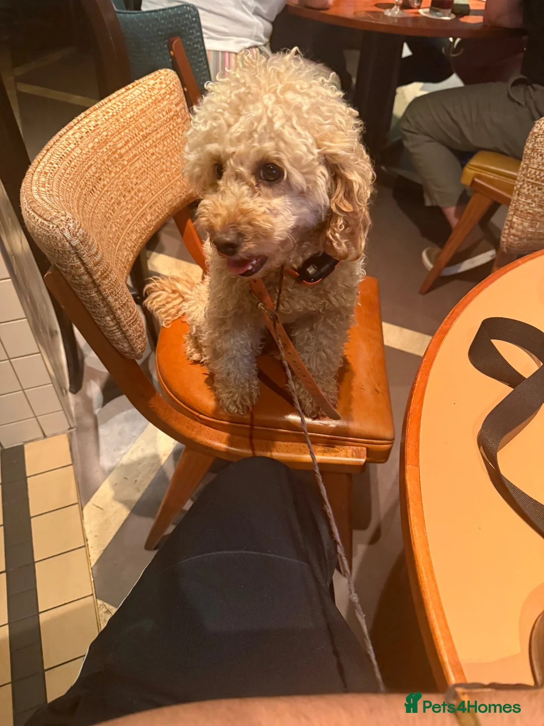 Toy Poodle dogs for stud: Beautiful and calm toy poodle for studding  - Advert 11