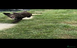 Cockapoo dogs for sale: F1 beautiful  cockapoo puppy’s  - Image 16