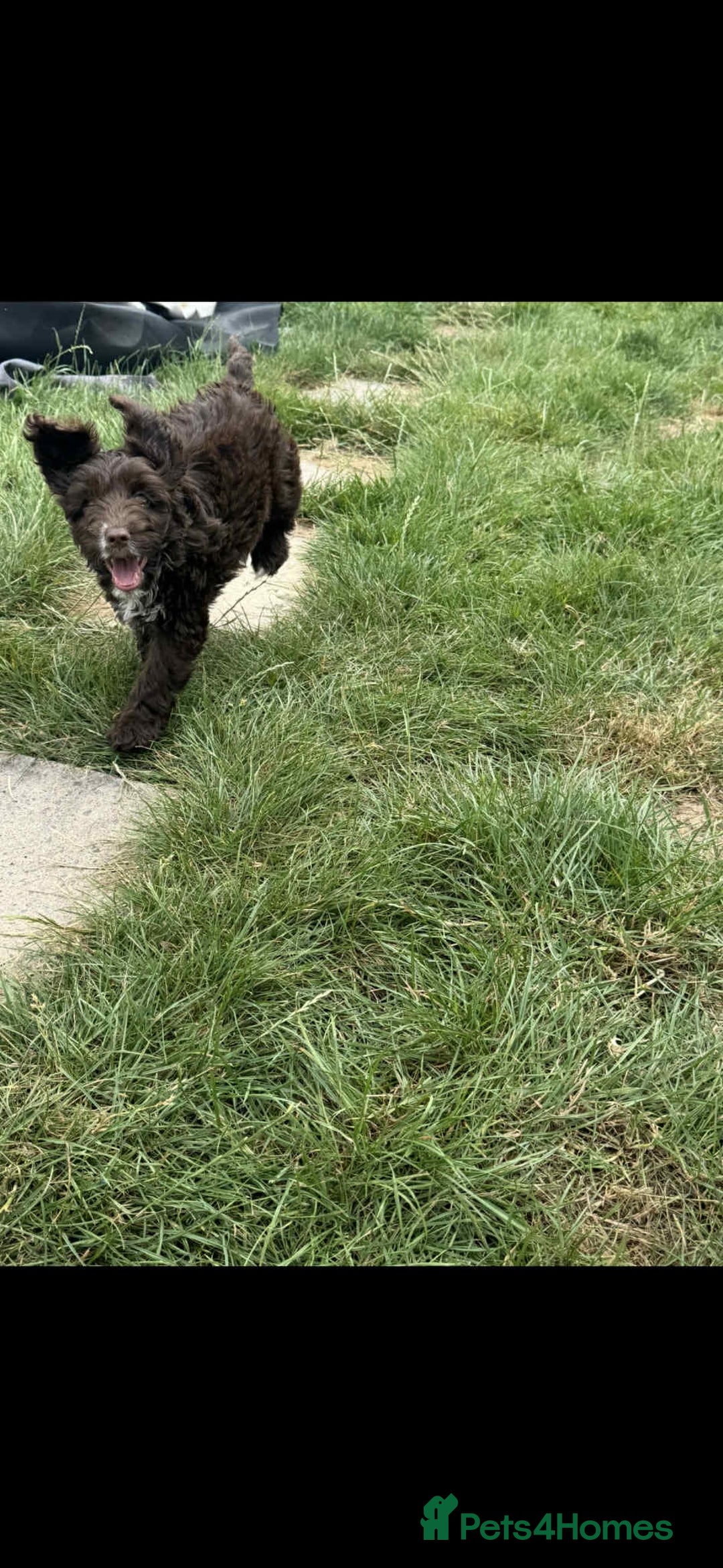 Cockapoo dogs for sale: F1 beautiful  cockapoo puppy’s  - Image 16