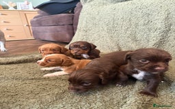 Cocker Spaniel dogs for sale: Kc registered Cocker Spaniel  - Image 13