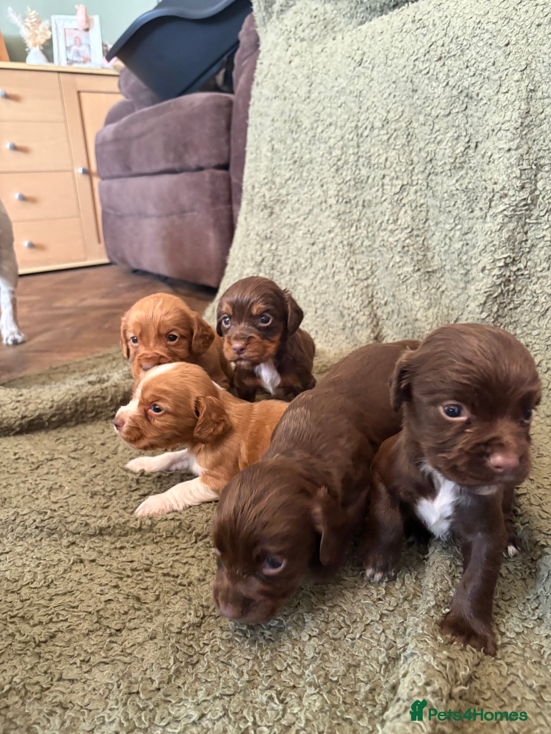 Cocker Spaniel dogs for sale: Kc registered Cocker Spaniel  - Image 13