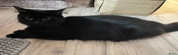 Mixed Breed cats for sale: Ragamuffin x Maine Coon Kittens For Sale - Advert 2