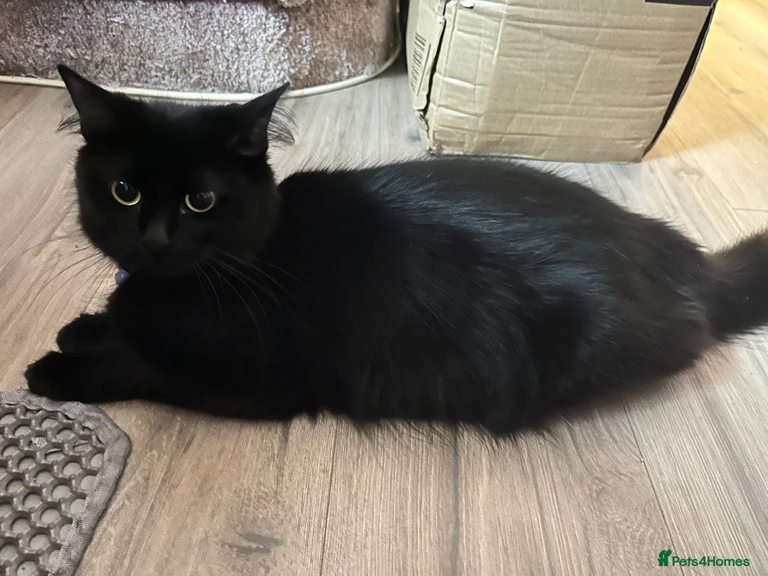 Mixed Breed cats for sale: Ragamuffin x Maine Coon Kittens For Sale - Advert 2