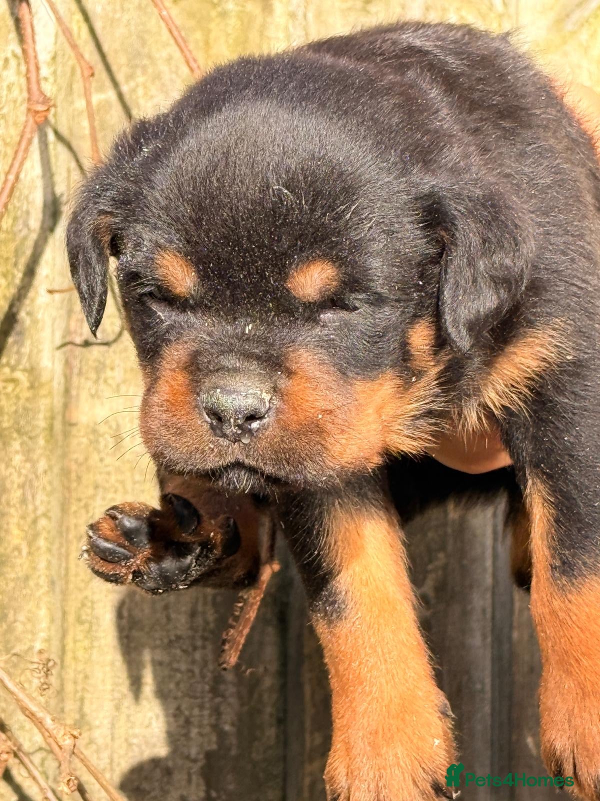 Rottweiler dogs Top quality kc pups for sale timitor X edelstein - Advert 2