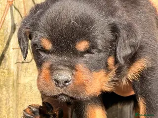 Rottweiler dogs Top quality kc pups for sale timitor X edelstein - Advert 2