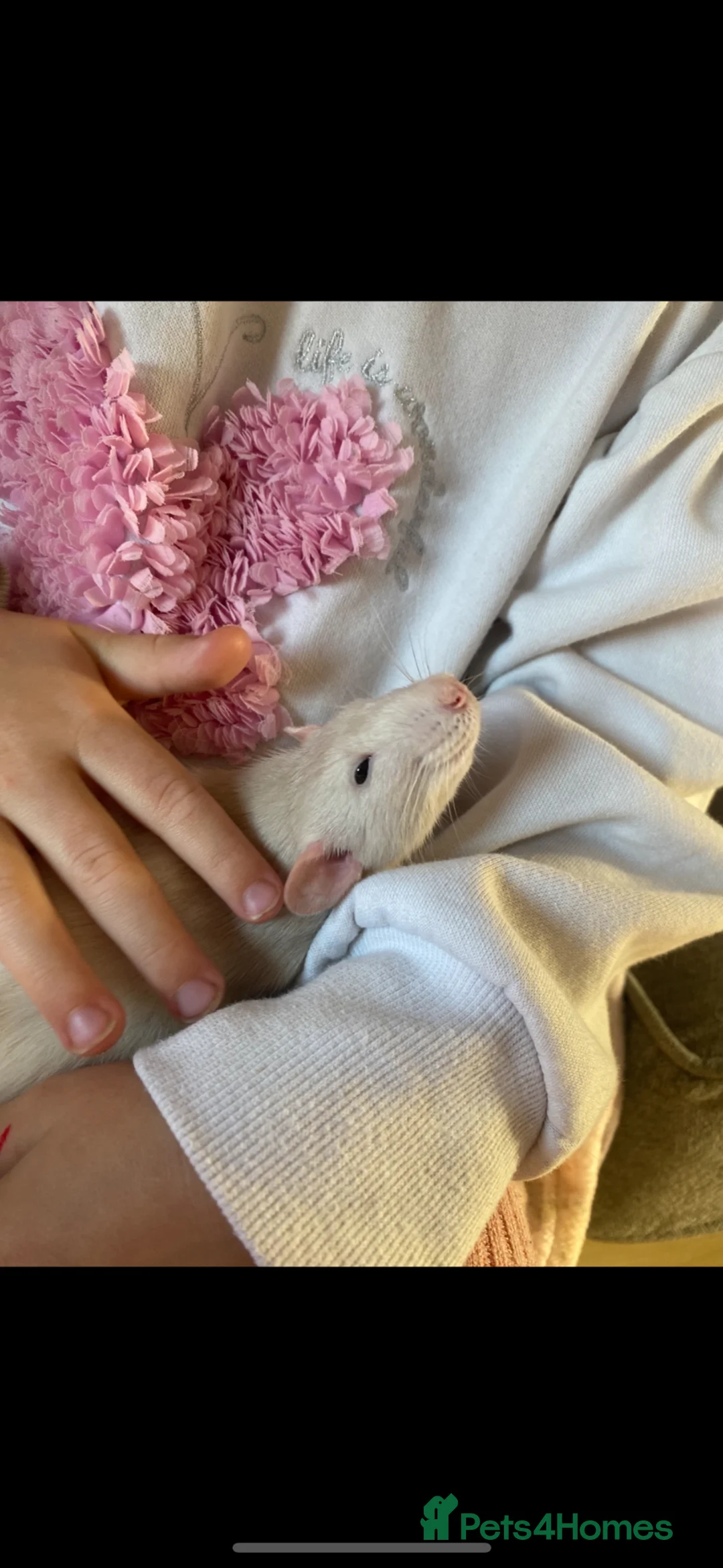 Rat rodents for sale: Female rat FREE please read! - Advert 2